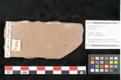 Foto (Objekt + Etikett) von Rhamnus sp.  (NHMW-GEO-2024-0188-11439)